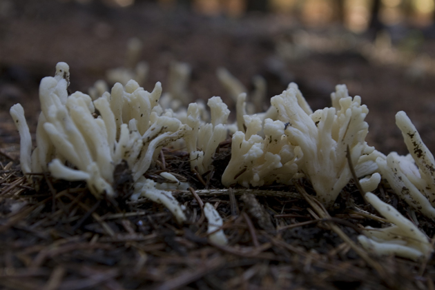 Fungo da determinare 2